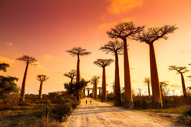 Madagascar aerial resort view